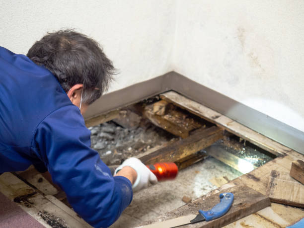Best Residential Mold Removal  in Greensburg, LA