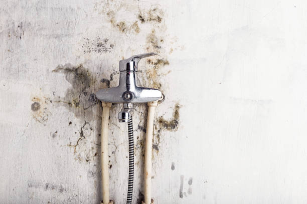 Best Office Mold Removal Services  in Greensburg, LA
