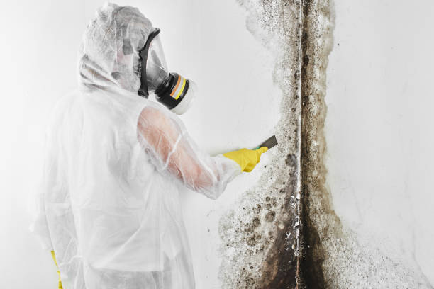 Best Mold Remediation Services  in Greensburg, LA