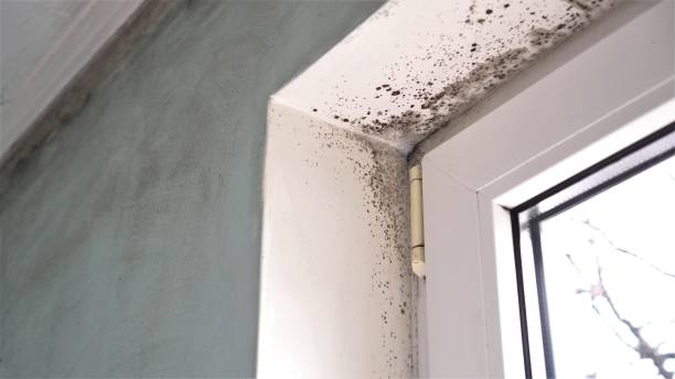 Best Attic Mold Removal  in Greensburg, LA