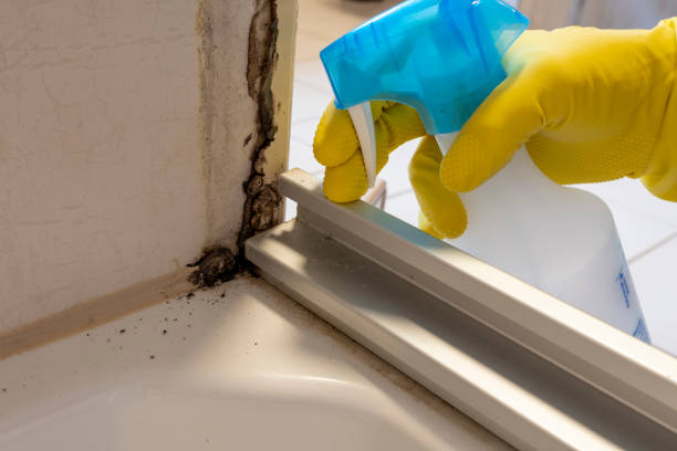 Professional Mold Removal in Greensburg, LA