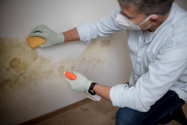 Best Fast Mold Removal  in Greensburg, LA
