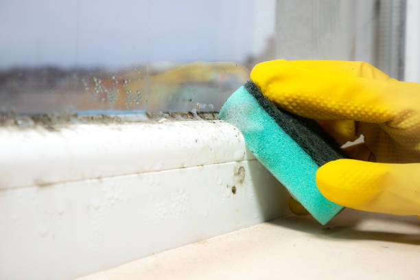 Mold Removal and Inspection in Greensburg, LA