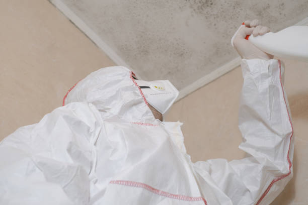 Best Mold Removal Company Near Me  in Greensburg, LA