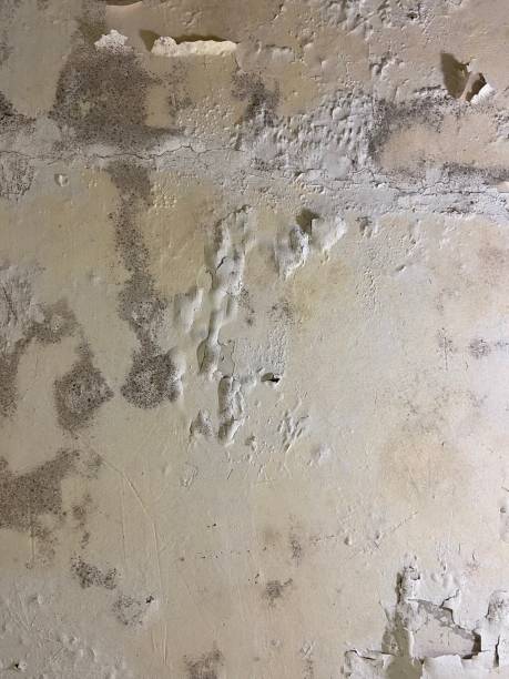 Best Home Mold Removal  in Greensburg, LA