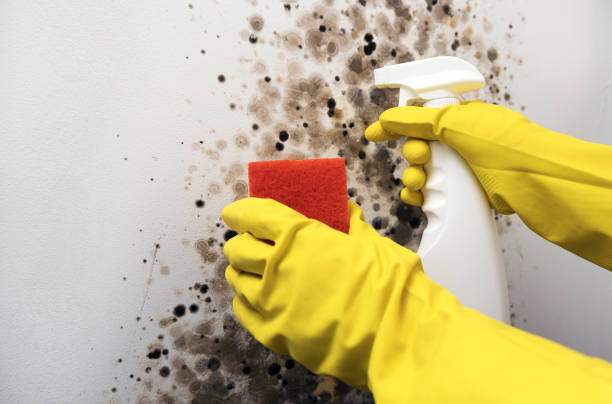 Best Certified Mold Removal  in Greensburg, LA