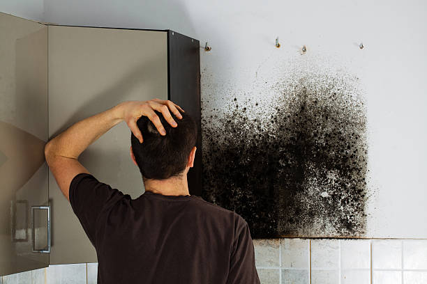 Best Mold Removal and Inspection  in Greensburg, LA