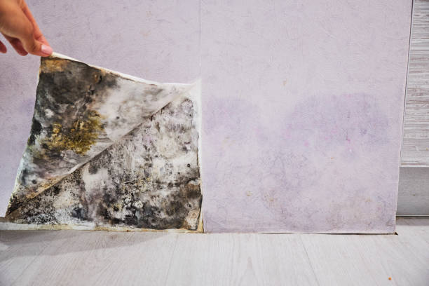 Best Local Mold Removal Service  in Greensburg, LA